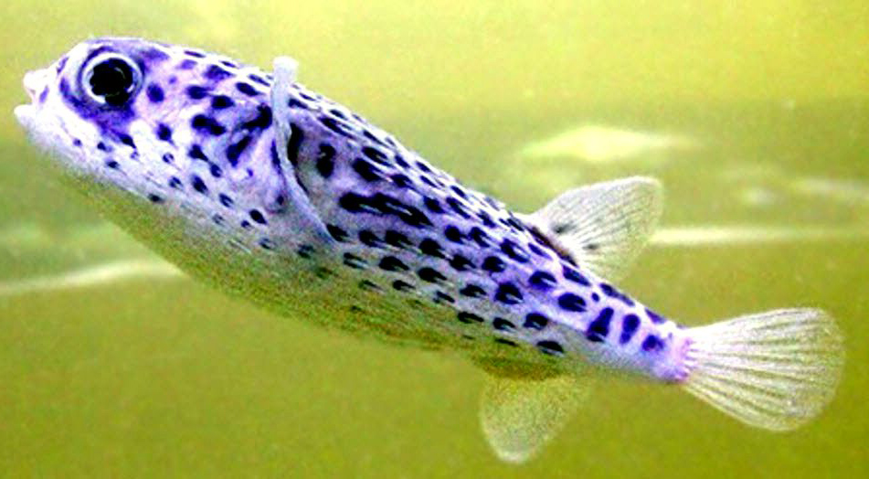 Diodon eydouxii_04.jpg